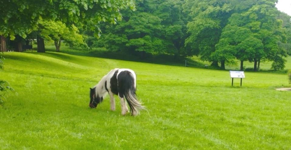 Obama The Pony at DLT