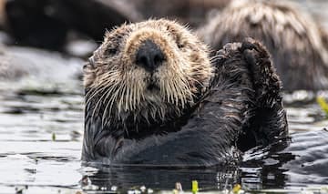 Otterly Cute Activity