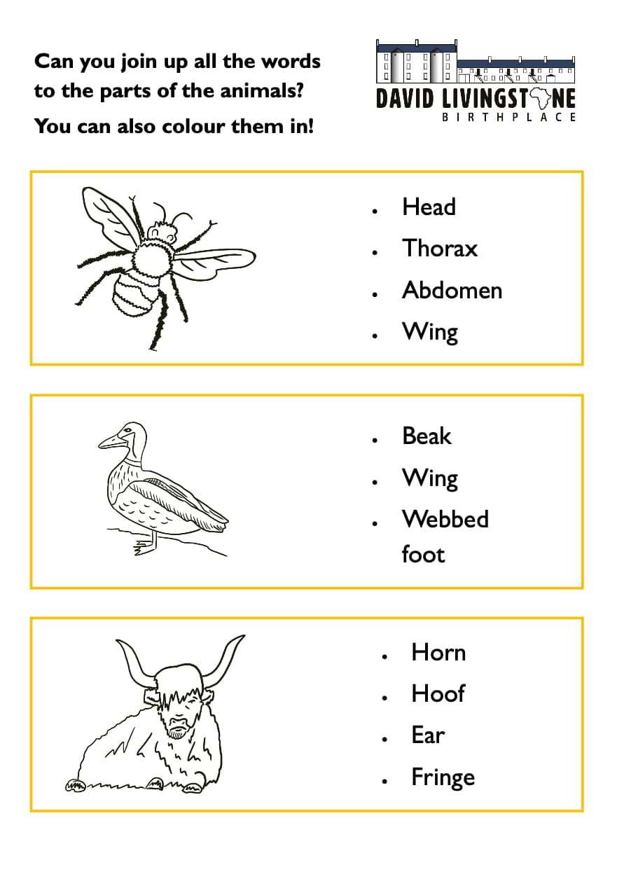 Animal Parts Worksheet