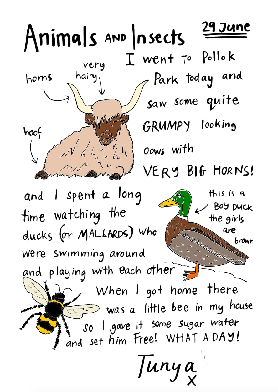 Animal and Insects Worksheet